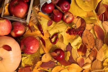sonbaharda hasat - meyve ve sebzelerin çoğu düşen sarı yapraklar, elma, pumpkins, rowan ve biber. Sonbahar sezonu için mükemmel bir arka plan.