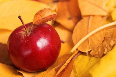 sonbaharda hasat - düşen sarı yapraklar üzerinde bir kırmızı elma var. Sonbahar sezonu için mükemmel bir arka plan.