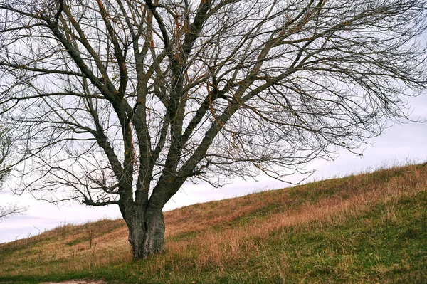 Ein Baum Ohne Blätter Steht Auf Dem Hügel Schöne Herbstlandschaft — Stockfoto