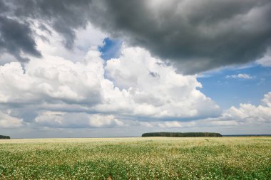 çiçek alan, çiçekli buğday ve uzak ufukta güzel parlak gökyüzü bulutlu, güzel yaz manzara orman