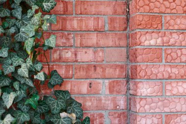 kırmızı tuğla duvar ve Ivy arka plan olarak