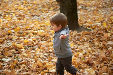Çocuk Çocuk sonbahar şehir parkında çalışıyor. Parlak sarı ağaçlar.