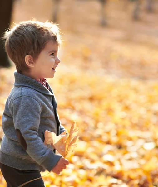 Der Junge Ist Herbst Stadtpark Leuchtend Gelbe Bäume — Stockfoto