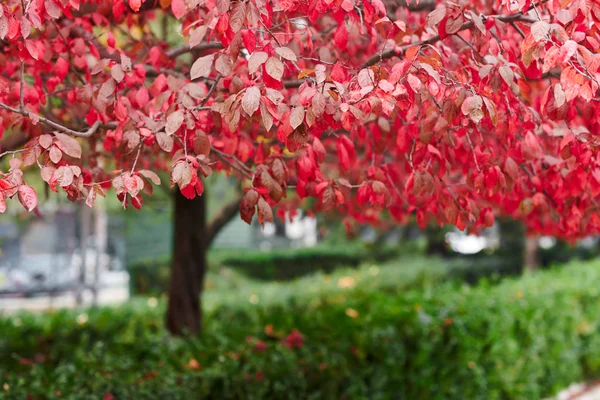 Beautiful Red Plum Trees Autumn Season — Stock Photo, Image