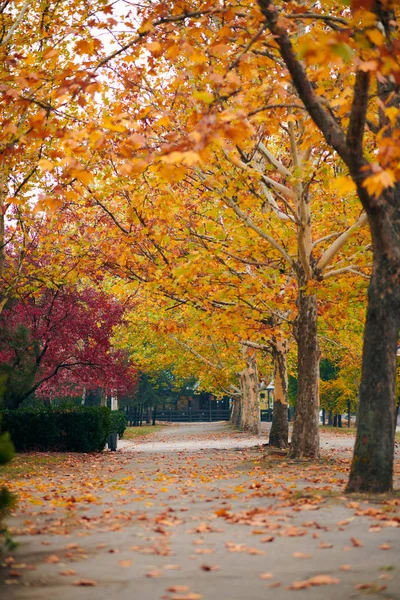 Όμορφα Δέντρα Στο Δρόμο Της Φθινοπωρινής Πόλης — Φωτογραφία Αρχείου