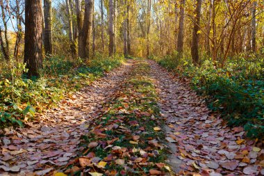 toprak yol ve sonbahar ormandaki gölgeler gün parlak güneş ışığı güzel ağaçlar