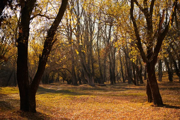 Beaux Arbres Dans Forêt Automne Lumière Soleil Jour — Photo