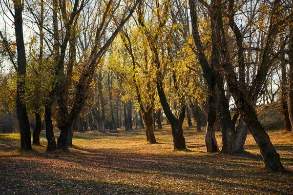 Vackra Träd Skogen Till Hösten Starkt Solljus Dagen — Stockfoto