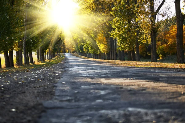 Road Beautiful Trees Autumn Forest Bright Sunlight Sunset — Stock Photo, Image