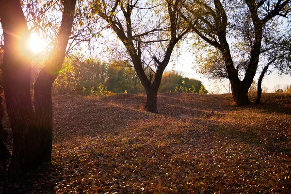 Krásné Stromy Podzimním Lese Jasného Slunce Při Západu Slunce — Stock fotografie