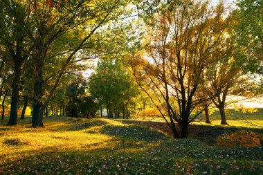 güzel glade ve güneş batımında sonbahar ormandaki ağaçlar