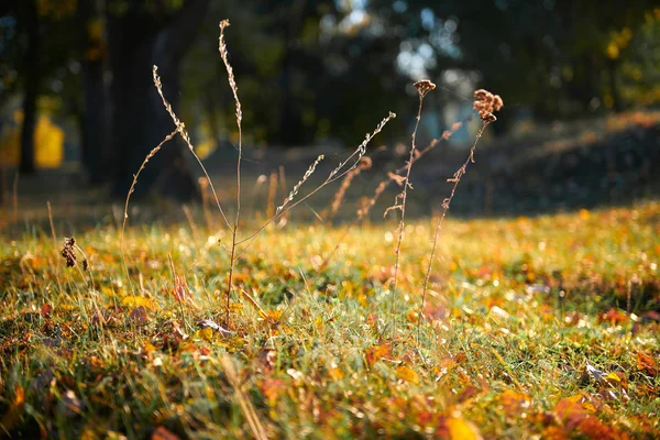 Hoja Otoño Primer Plano Hierba Hermoso Bosque Otoño Luz Solar —  Fotos de Stock