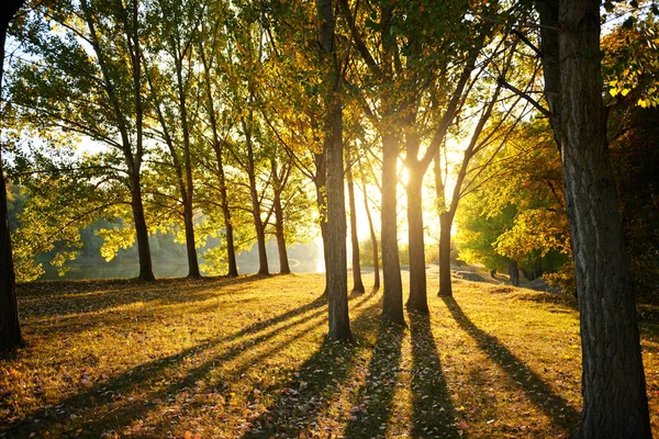 beautiful trees in the autumn forest, bright sunlight at sunset