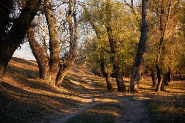 toprak yol ve sonbahar ormanda, gün batımında gölgeler parlak güneş ışığı güzel ağaçlar