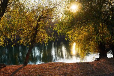 güzel Ağaçlar Sonbahar ormandaki nehir, parlak güneş ışığı günbatımında yakın: