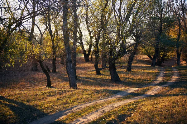Έδαφος Δρόμο Και Όμορφα Δέντρα Στο Δάσος Φθινόπωρο Έντονο Ηλιακό — Φωτογραφία Αρχείου