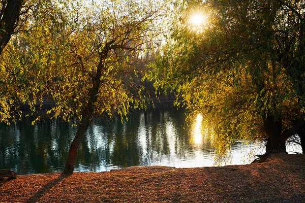 Beautiful Trees Autumn Forest River Bright Sunlight Sunset — Stock Photo, Image