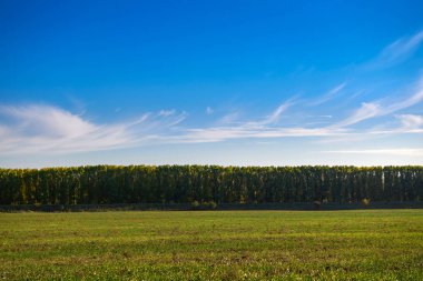 beautiful sky, field and forest in far in autumn season, bright sunlight and cirrus clouds clipart