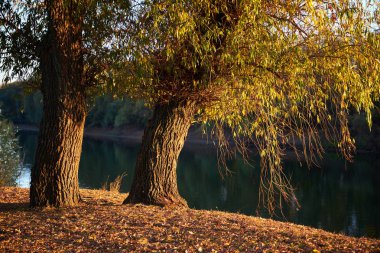 güzel Ağaçlar Sonbahar ormandaki nehir, parlak güneş ışığı günbatımında yakın: