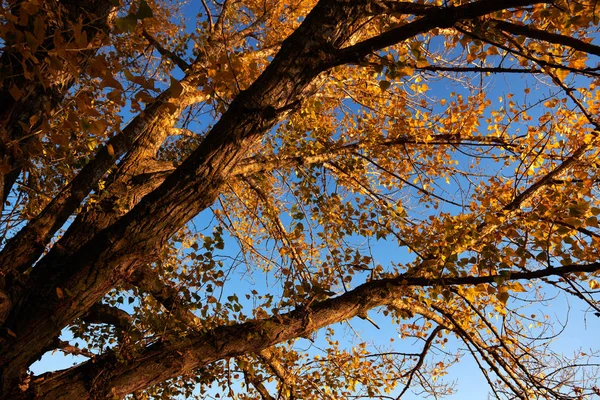 Bellissimi Alberi Nella Foresta Autunnale Luce Solare Tramonto — Foto Stock