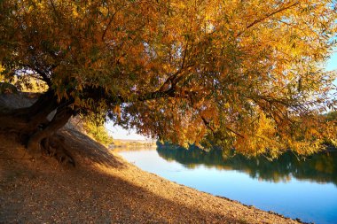 sonbahar manzara - orman ve nehir, günbatımı, sonbahar sezonu, parlak güneş ışığı yakınındaki güzel ağaçlar