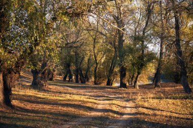 toprak yol ve sonbahar ormanda, gün batımında gölgeler parlak güneş ışığı güzel ağaçlar