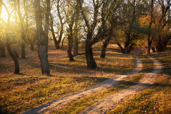 toprak yol ve sonbahar ormanda, gün batımında gölgeler parlak güneş ışığı güzel ağaçlar