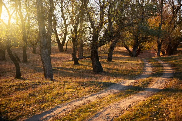 Camino Tierra Hermosos Árboles Bosque Otoño Luz Solar Brillante Con —  Fotos de Stock