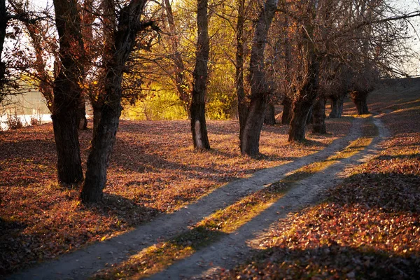 toprak yol ve sonbahar ormanda, gün batımında gölgeler parlak güneş ışığı güzel ağaçlar
