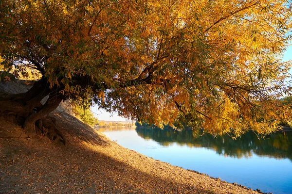 sonbahar manzara - orman ve nehir, günbatımı, sonbahar sezonu, parlak güneş ışığı yakınındaki güzel ağaçlar