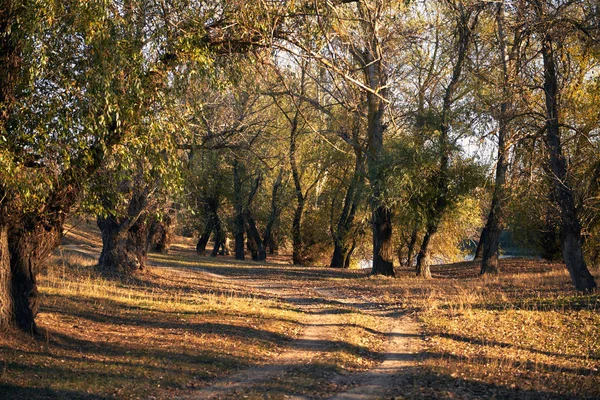地面的道路和美丽的树木在秋天的森林 明亮的阳光与阴影在日落 — 图库照片