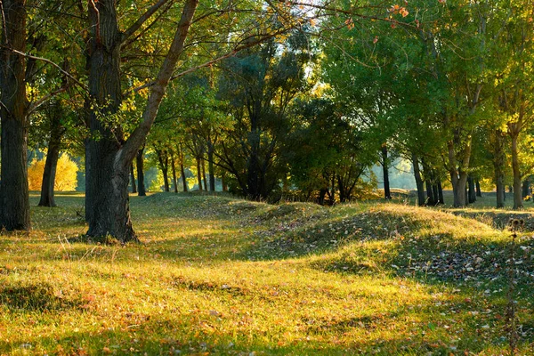 Beautiful Glade Trees Autumn Forest Bright Sunlight Sunset — Stock Photo, Image