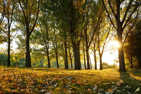 Krásné Stromy Podzimním Lese Jasného Slunce Při Západu Slunce — Stock fotografie