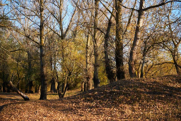 秋天森林里美丽的树木 日落时明亮的阳光 — 图库照片