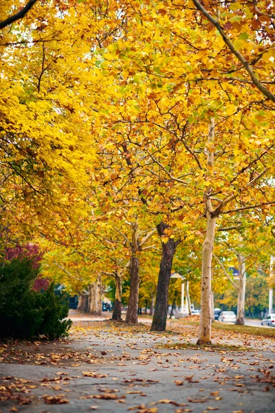Schöne Bäume Der Herbstlichen Stadtstraße — Stockfoto