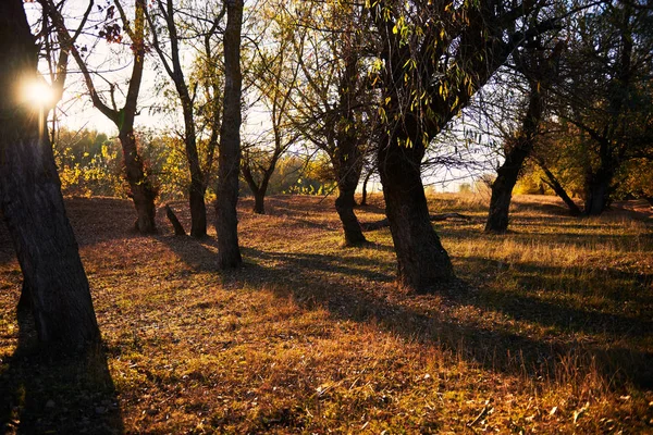 Árvores Bonitas Floresta Outono Luz Solar Brilhante Pôr Sol — Fotografia de Stock
