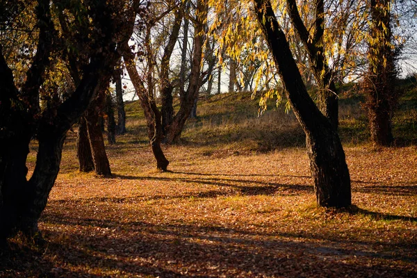 Beaux Arbres Dans Forêt Automne Lumière Soleil Jour — Photo