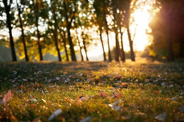 Piękne Drzewa Lesie Jesienią Jasne Światło Słoneczne Zachodzie Słońca — Zdjęcie stockowe