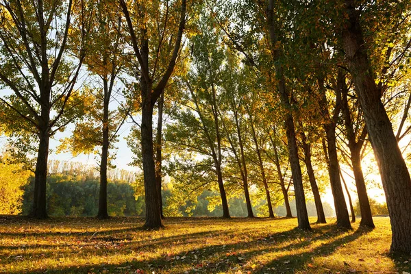 Schöne Bäume Herbstlichen Wald Helles Sonnenlicht Bei Sonnenuntergang — Stockfoto