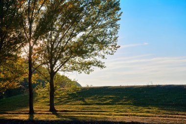 Sonbahar ormanda güneş batımında güzel ağaçlar