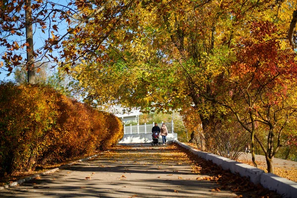 Красивые Деревья Городской Улице Осенний Сезон — стоковое фото