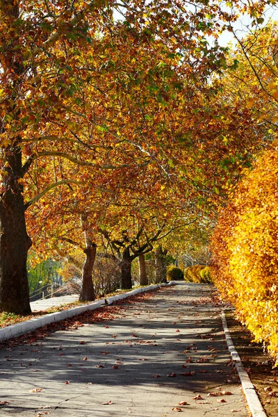 Beautiful Trees City Street Autumn Season — Stock Photo, Image