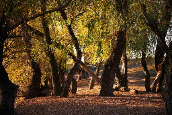 Árvores Bonitas Floresta Outono Luz Solar Brilhante Pôr Sol — Fotografia de Stock