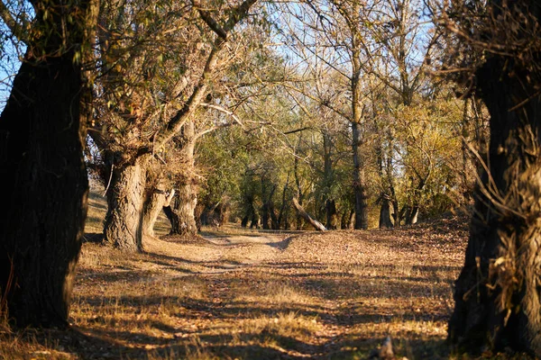 Beaux Arbres Dans Forêt Automne Lumière Soleil Coucher Soleil — Photo