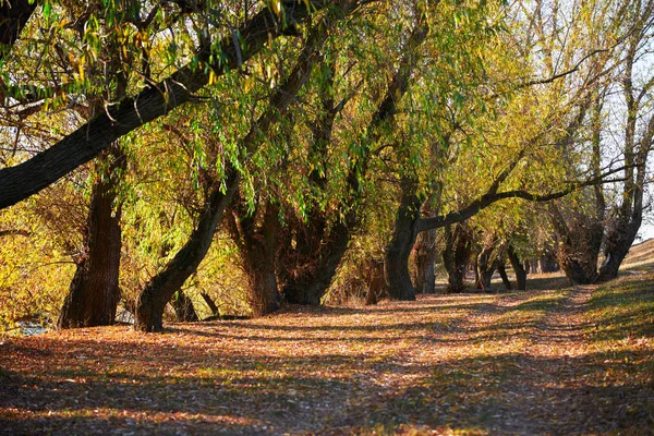 Mark Väg Och Vackra Träd Skogen Till Hösten Starkt Solljus — Stockfoto