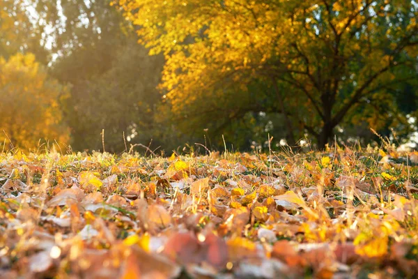 草のクローズ アップ 美しい秋の森 夕暮れ時の明るい日光の秋の葉 — ストック写真