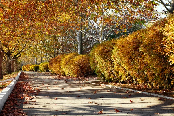 Şehir Sokak Sonbahar Sezonu Güzel Ağaçlar — Stok fotoğraf