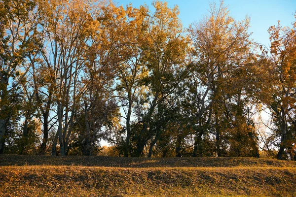 Красивые Деревья Осенний Сезон Яркий Солнечный Свет Днем — стоковое фото