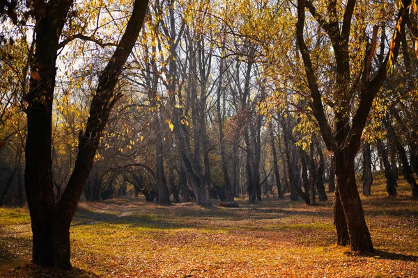 Όμορφα Δέντρα Στο Δάσος Φθινόπωρο Φωτεινό Φως Του Ήλιου Κατά — Φωτογραφία Αρχείου