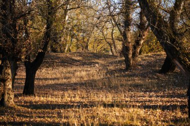 Sonbahar ormanda güneş batımında güzel ağaçlar